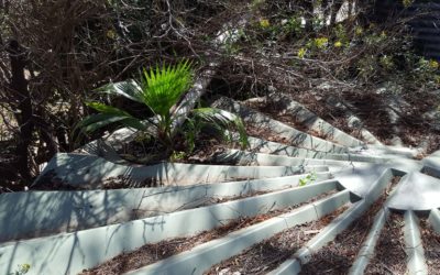 Hiding your Water Tank behind trees, shrubs and bushes could be more dangerous than you think!