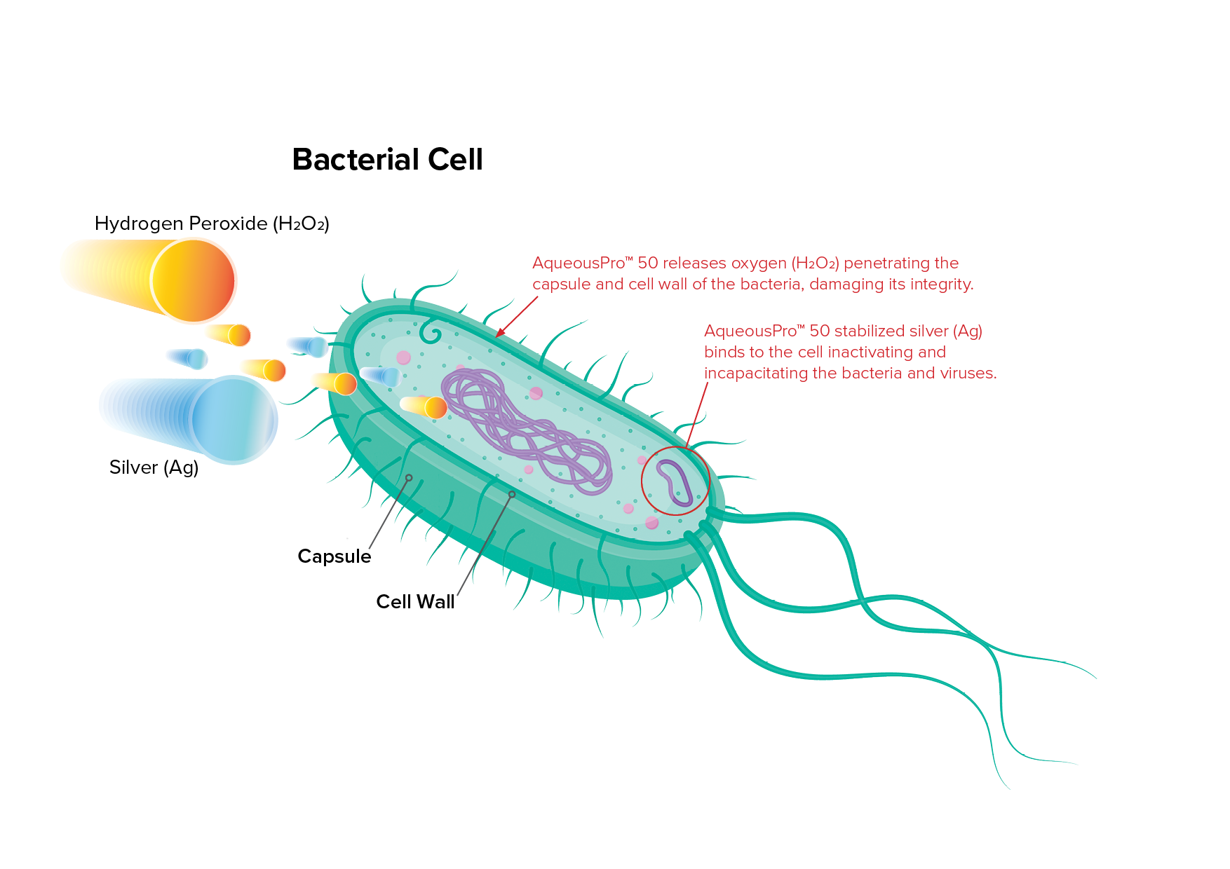 Bacteria Cell AqueousPro