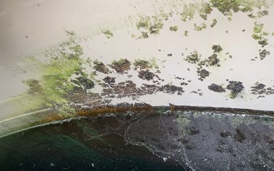 Algae in your Rainwater Tanks?